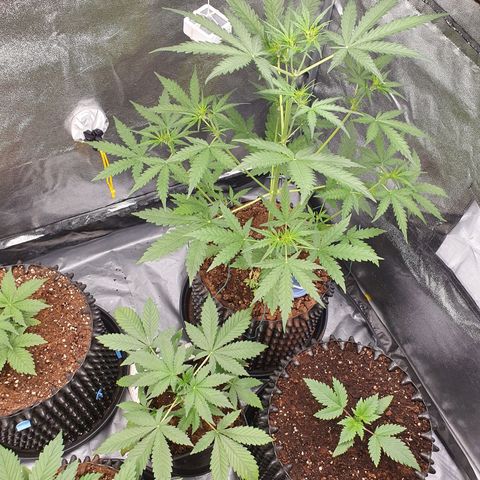 Auto Purple Kush growlog timeline photo