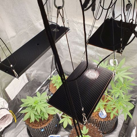 Auto Purple Kush growlog timeline photo