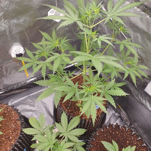 Auto Purple Kush growlog timeline photo
