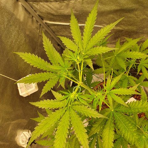 Auto Purple Kush growlog photo: Trained two top stems 