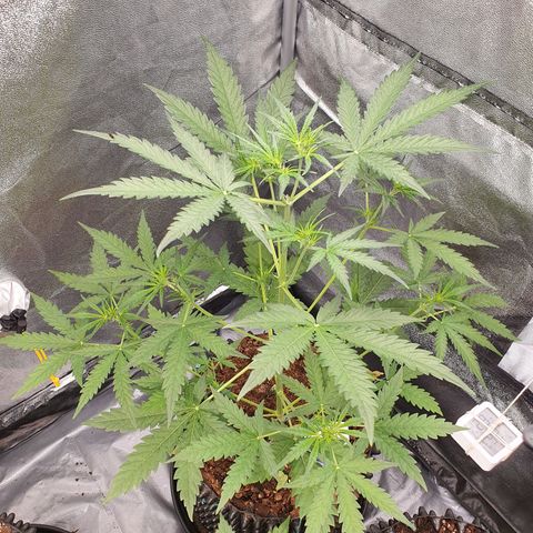 Auto Purple Kush growlog photo: Trained two top stems 
