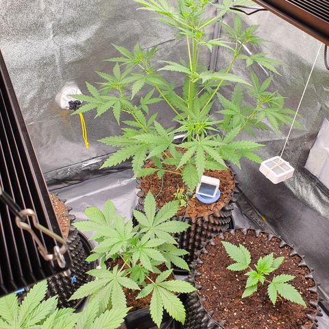 Auto Purple Kush growlog photo: Trained two top stems 