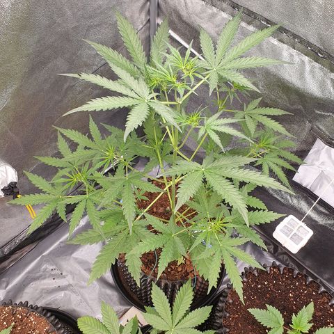 Auto Purple Kush growlog photo: Trained two top stems 