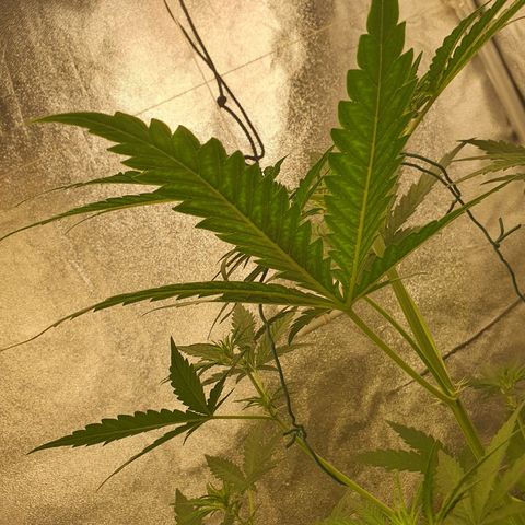 Auto Purple Kush growlog photo: You can see the calmag issues looking from underneath leaves seeing the calmag pattern of the nute deficiency. Hopefully the calmag feedings solve this and I don't have to deal with it getting any worse. I think it has because I don't see it getting any worse on all the big plants showing thus issue. 