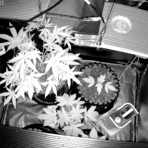 Auto Purple Kush growlog photo: 7am Morning lights out cam view 
