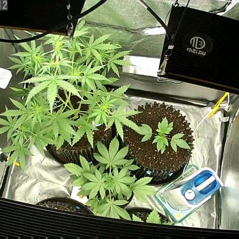Auto Purple Kush growlog photo: After water session in the evening 