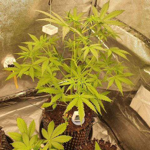 Auto Purple Kush growlog timeline photo