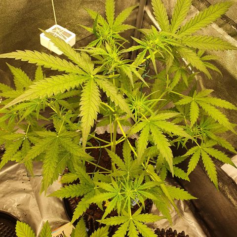 Auto Purple Kush growlog timeline photo
