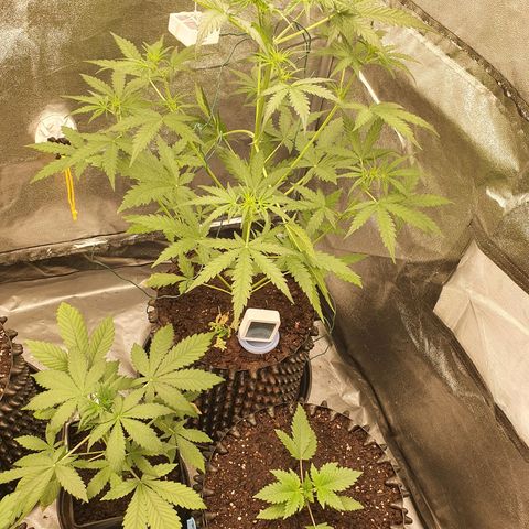 Auto Purple Kush growlog timeline photo