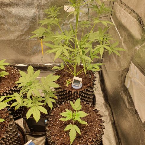 Auto Purple Kush growlog timeline photo
