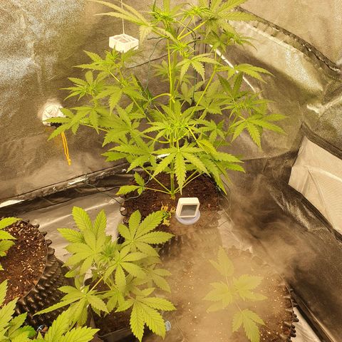 Auto Purple Kush growlog timeline photo