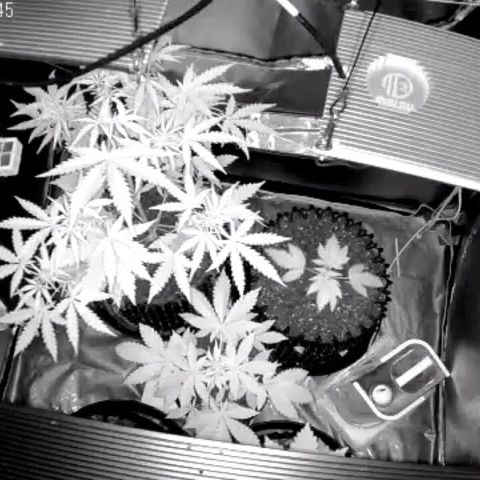 Auto Purple Kush growlog photo: Morning sleep cam 