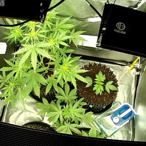 Auto Purple Kush growlog photo: 11:30 am cam morning photo 
