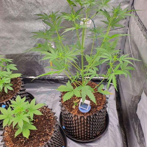 Auto Purple Kush growlog timeline photo