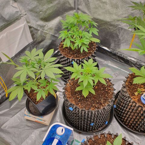 Auto Purple Kush growlog timeline photo