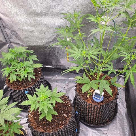 Auto Purple Kush growlog timeline photo