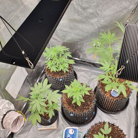 Auto Purple Kush growlog timeline photo