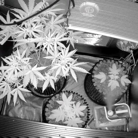 Auto Purple Kush growlog photo: Before lights on
