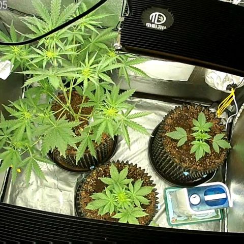 Auto Purple Kush growlog photo: After lights on