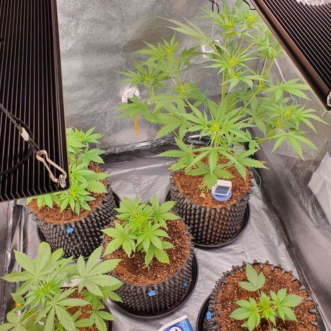 Auto Purple Kush growlog photo: Morning pic 