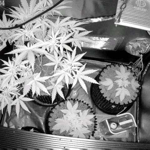 Auto Purple Kush growlog photo: Morning lights out cam 