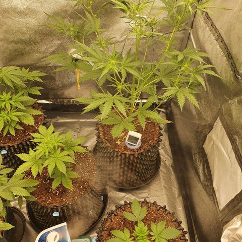 Auto Purple Kush growlog timeline photo