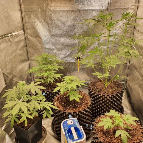 Auto Purple Kush growlog timeline photo