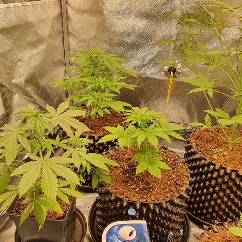 Auto Purple Kush growlog timeline photo