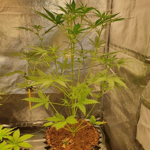 Auto Purple Kush growlog timeline photo