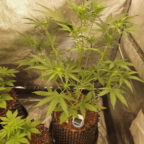 Auto Purple Kush growlog timeline photo