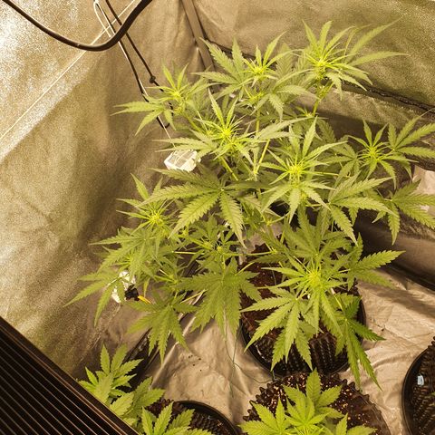 Auto Purple Kush growlog photo: Morning pics