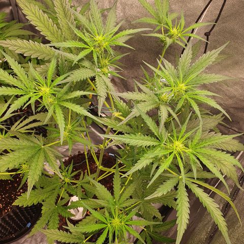 Auto Purple Kush growlog photo: Morning pics