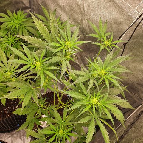 Auto Purple Kush growlog photo: Morning pics