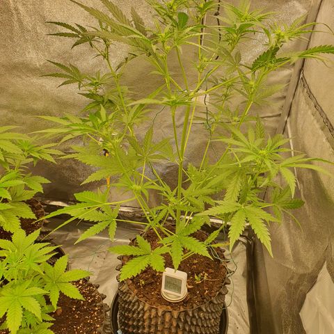 Auto Purple Kush growlog photo: Morning pics