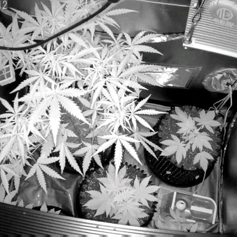 Auto Purple Kush growlog photo: Morning cam pic