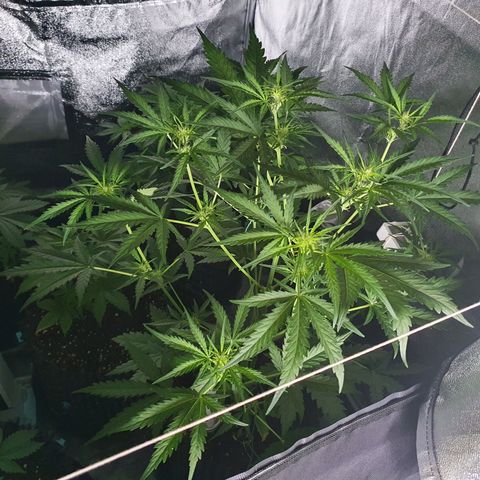 Auto Purple Kush growlog photo: Side door natural light