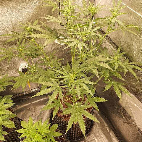 Auto Purple Kush growlog timeline photo
