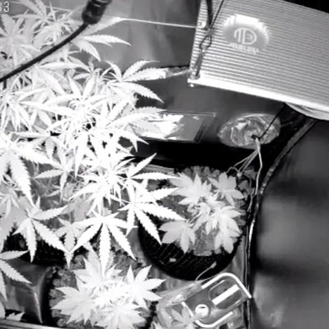 Auto Purple Kush growlog photo: Morning Cam 