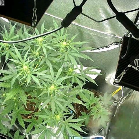 Auto Purple Kush growlog timeline photo