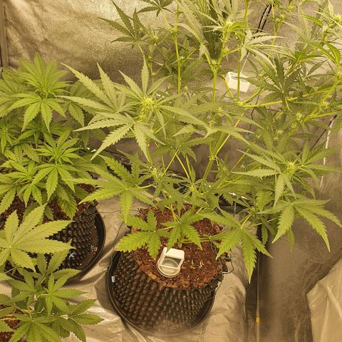 Auto Purple Kush growlog timeline photo