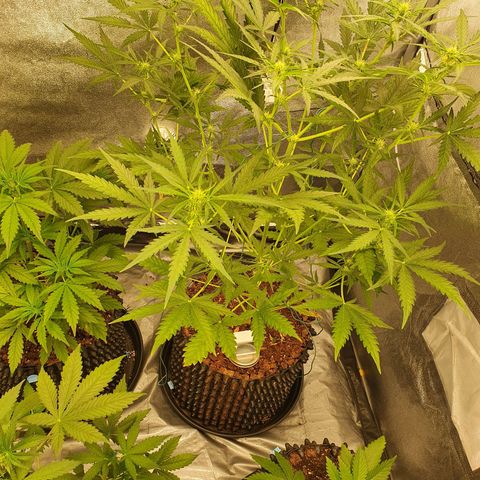 Auto Purple Kush growlog timeline photo