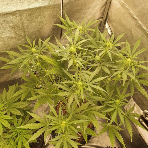 Auto Purple Kush growlog timeline photo