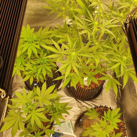 Auto Purple Kush growlog timeline photo
