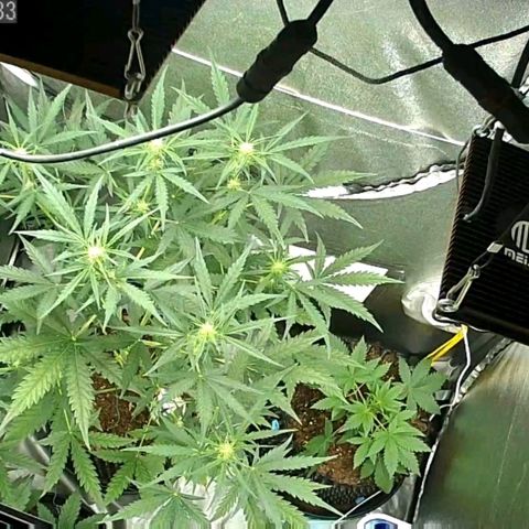 Auto Purple Kush growlog timeline photo