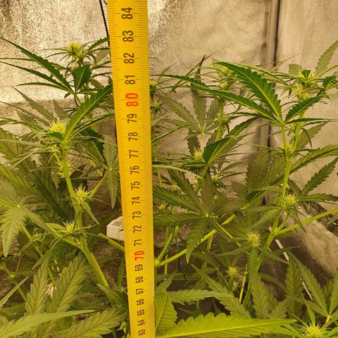Auto Purple Kush growlog photo: Purple at 83 cm