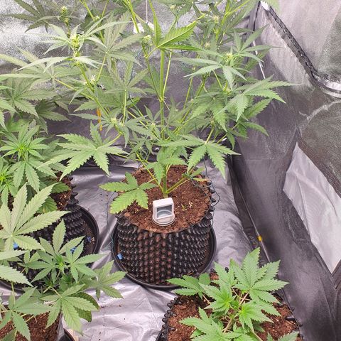 Auto Purple Kush growlog photo: Purple at 83 cm