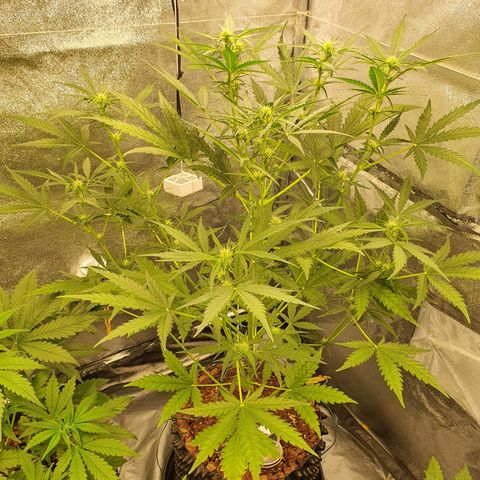 Auto Purple Kush growlog photo: Purple at 83 cm