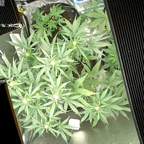 Auto Purple Kush growlog photo: Purple at 83 cm