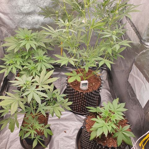Auto Purple Kush growlog timeline photo