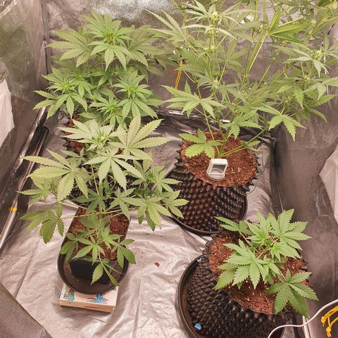 Auto Purple Kush growlog timeline photo